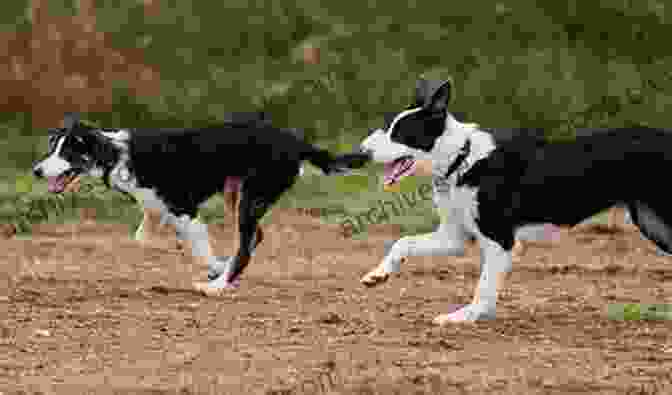 A Border Collie Playing With A Family In The Park Eminent Dogs Dangerous Men: Searching Through Scotland For A Border Collie