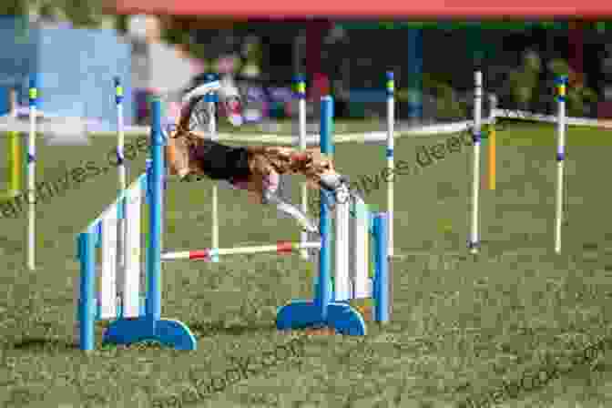 A Dog Jumping Over An Agility Hurdle Having Fun With Agility (Howell Dog Of Distinction (Paperback))