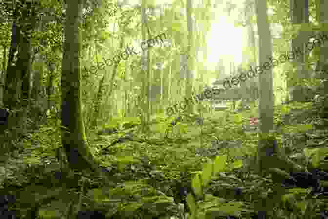 A Lush And Dense Jungle Landscape In Borneo Maric S Reprieve: A Grey Ops In Borneo Action Thriller (Unsung Warrior 1)