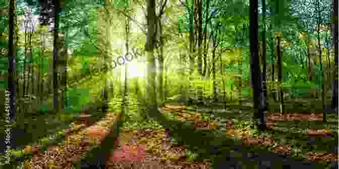 A Serene And Enchanting Forest Clearing, Where Sunlight Filters Through The Canopy, Creating A Breathtaking Spectacle Of Dappled Light And Shadows. THE MAGIC DAGGER (A BLACKWOOD ADVENTURE 1)