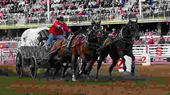 Abby Watches Chuckwagons Racing Across The Track At The Calgary Stampede. Abby Goes To The Calgary Stampede