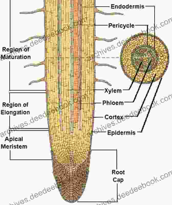 An Ants' Nest Nestled Within A Plant's Root System, Illustrating The Interconnectedness Of All Life Ants And Idols Michael Mahin