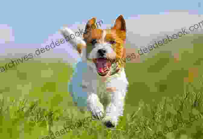 Buddy, The American Jack Russell Terrier, Running Through The Scottish Highlands Thor S Travels: Adventures Of An American Jack Russell In Europe