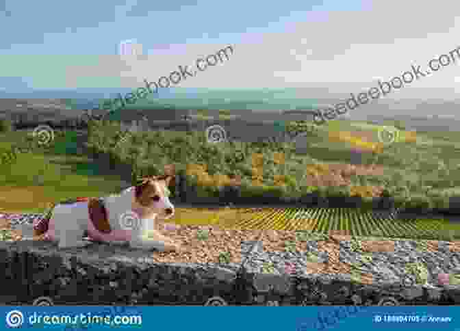 Buddy, The Jack Russell Terrier, Exploring A Vineyard In Tuscany Thor S Travels: Adventures Of An American Jack Russell In Europe