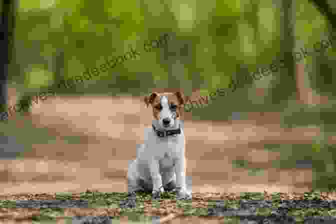 Buddy, The Jack Russell Terrier, Hiking Through The Swiss Alps Thor S Travels: Adventures Of An American Jack Russell In Europe