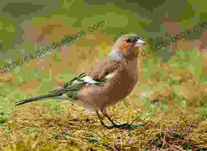 Budgie Physical Appearance Budgies: A Small Bird Only In Size