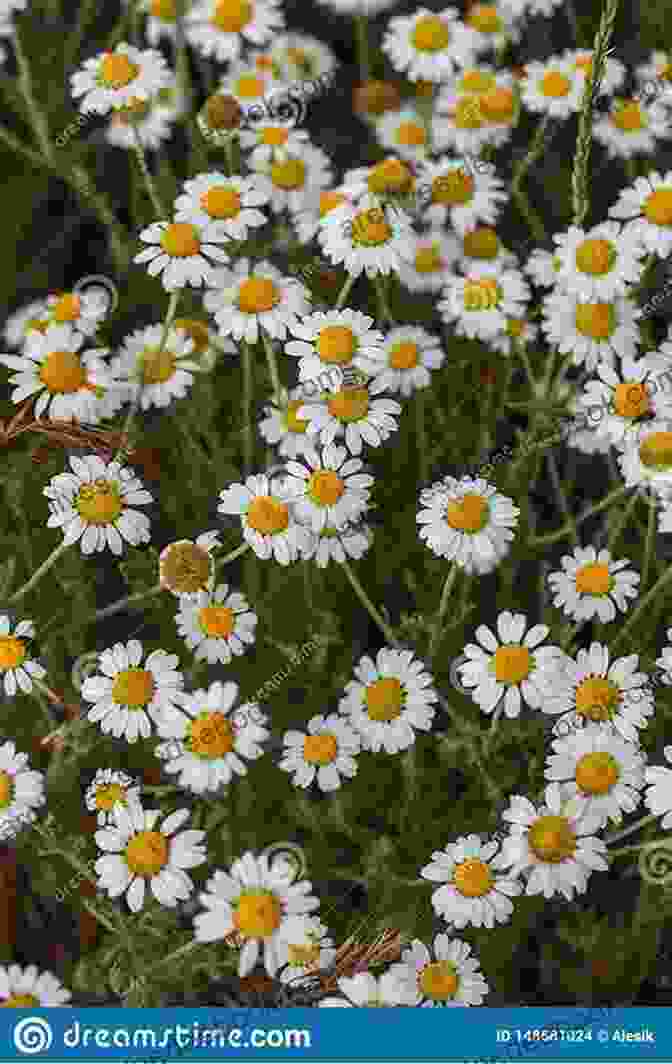 Chamomile Flowers Blooming In A Field Bloom Thrive: Essential Healing Herbs And Flowers (Now Age Series)