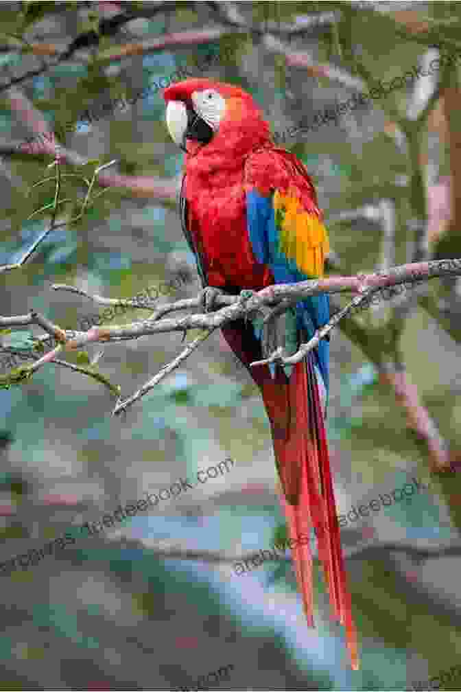 Colorful Macaws Flying In The Amazon Rainforest In Brazil New Orleans Travel Guide: Where To Go What To Do