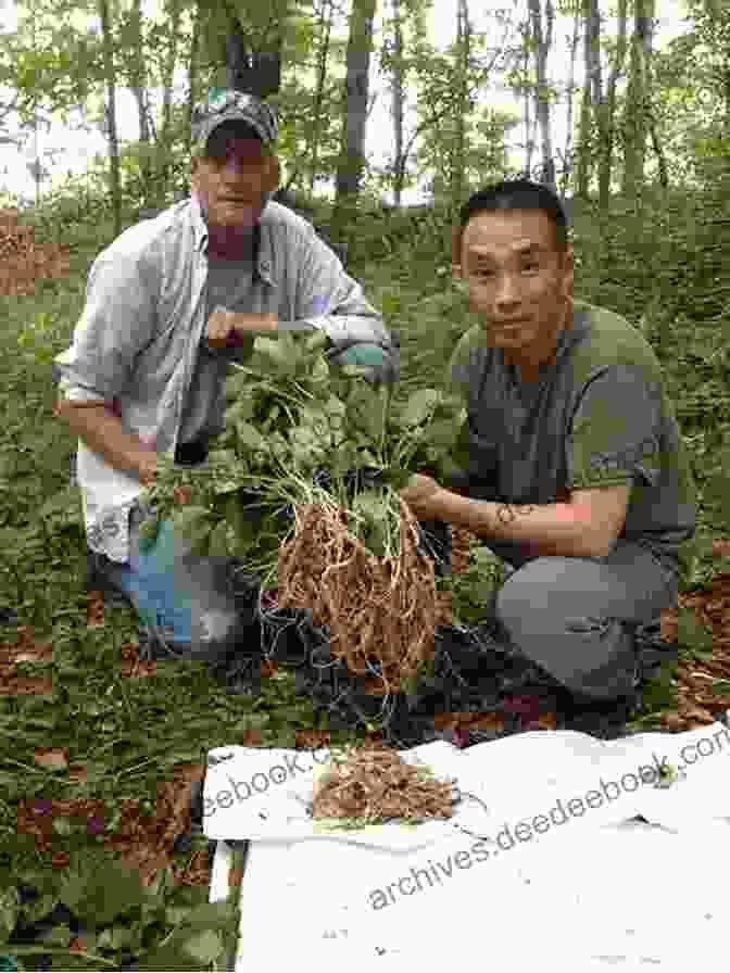 Ginseng Roots Being Harvested Bloom Thrive: Essential Healing Herbs And Flowers (Now Age Series)