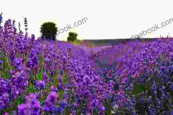 Rows Of Lavender Flowers In A Field Bloom Thrive: Essential Healing Herbs And Flowers (Now Age Series)