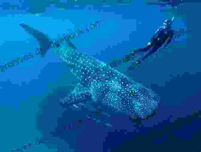 Snorkeling With Whale Sharks In The Ningaloo Reef, Australia Montenegro: A Trust Me Travel Guide: Your Next Adventure Sorted