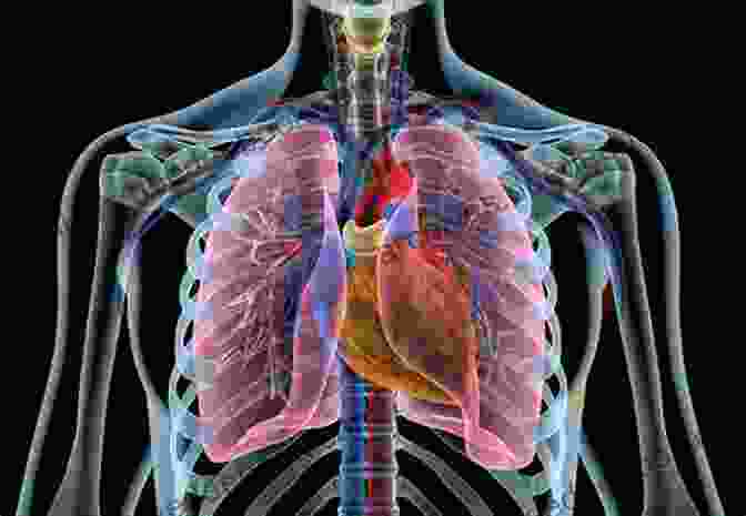 X Ray Image Of The Chest Showing The Lungs And Heart Spine Essentials Handbook: A Bulleted Review Of Anatomy Evaluation Imaging Tests And Procedures